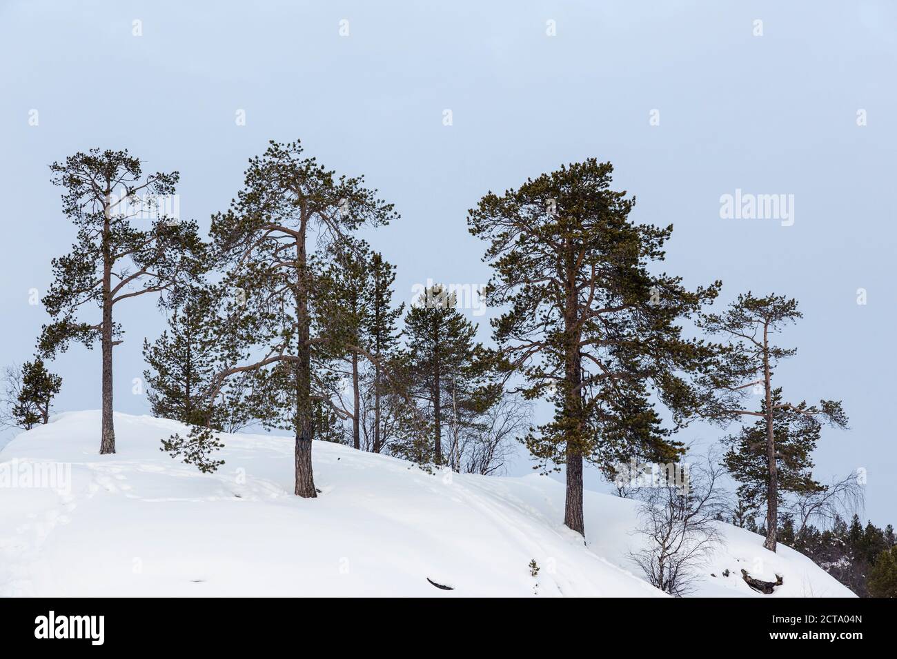 La Finlande, Inari, arbres en paysage d'hiver Banque D'Images