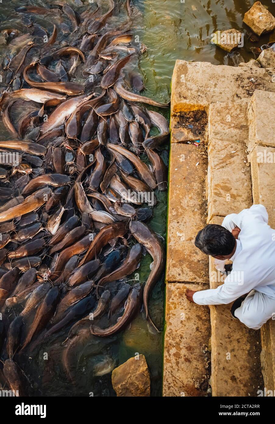 L'Inde, Jaisalmer, l'abondance des poissons-chats dans le lac Gadisar Banque D'Images