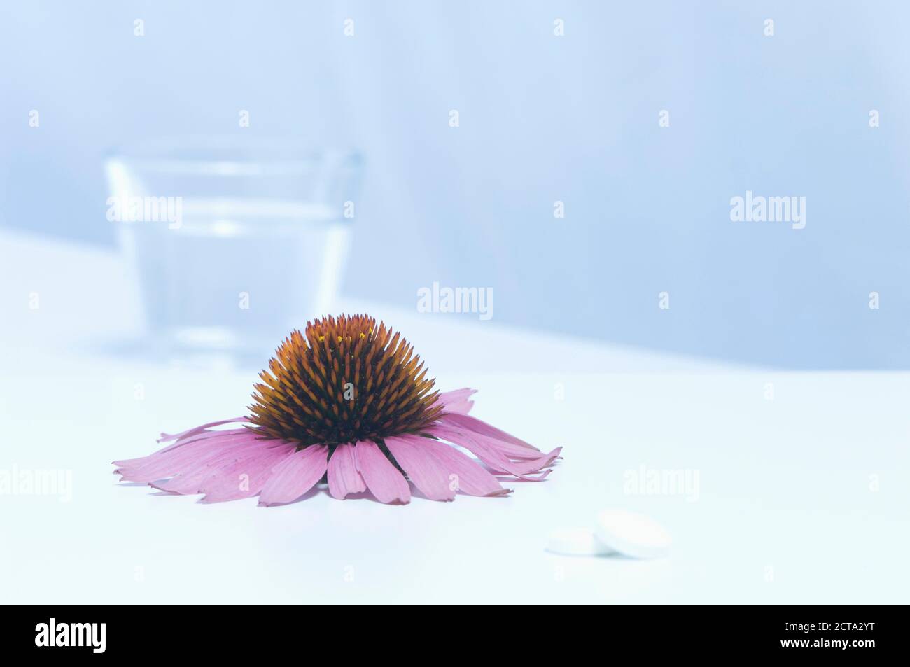 Fleur d'échinacée avec verre d'eau et de comprimés, Close up Banque D'Images