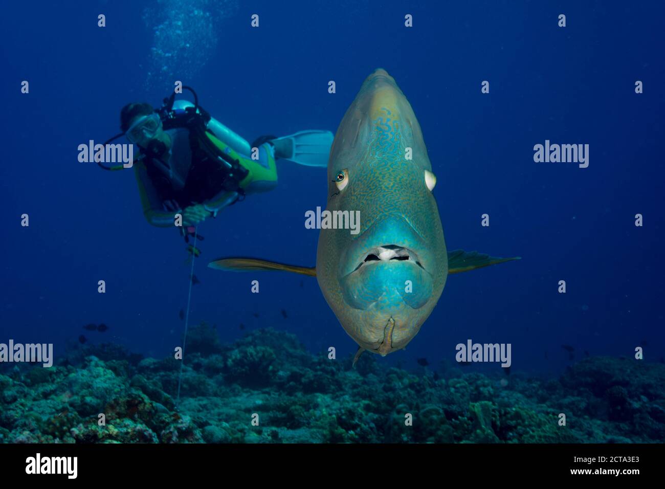 Océanie, Palaos, poisson Napoléon, Cheilinus undulatus et diver Banque D'Images