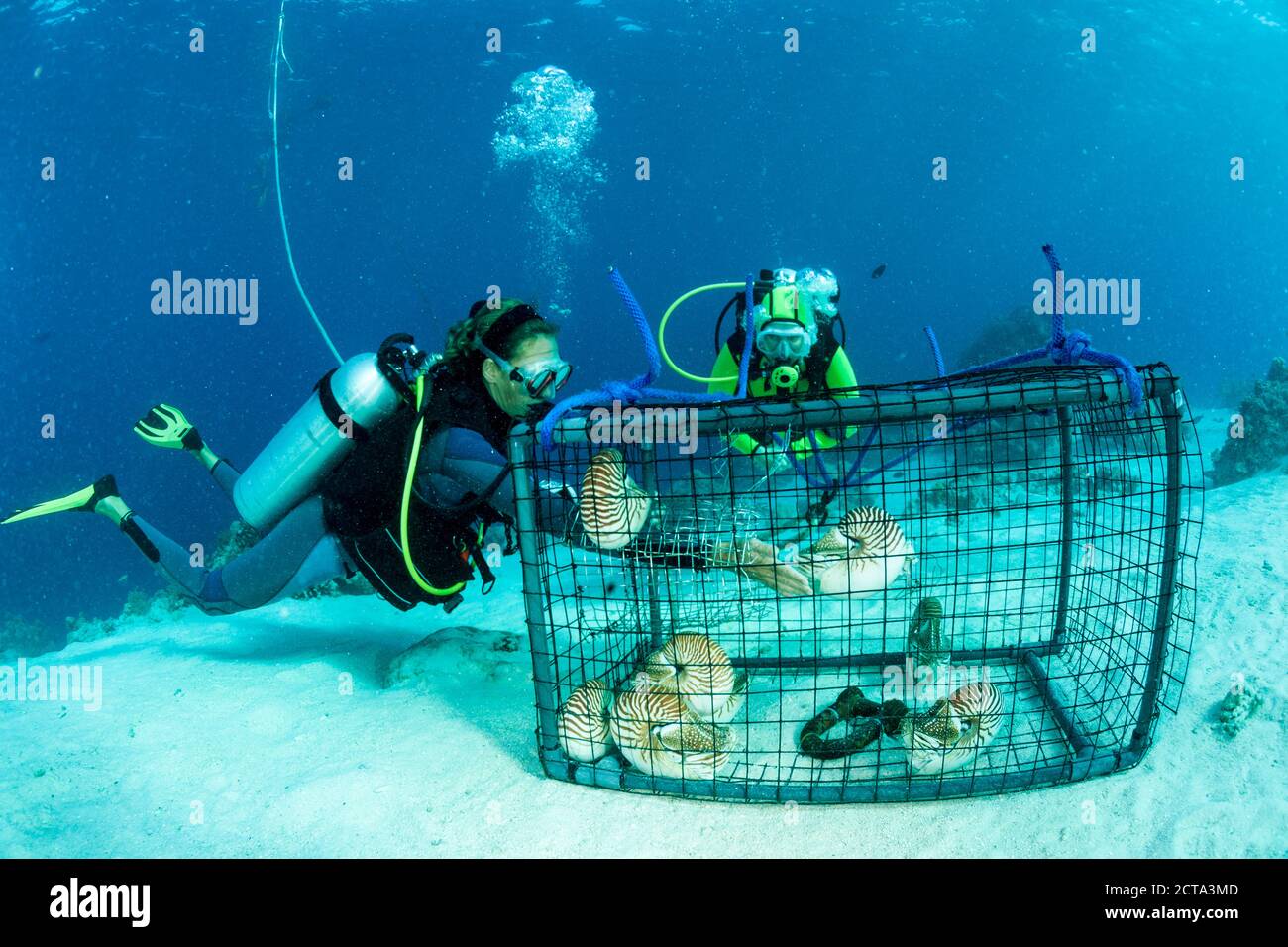 Océanie, Palaos, les plongeurs en regardant les Palaos, nautilusses belauensis dans Nautilus, piège à poisson dans l'Océan Pacifique Banque D'Images