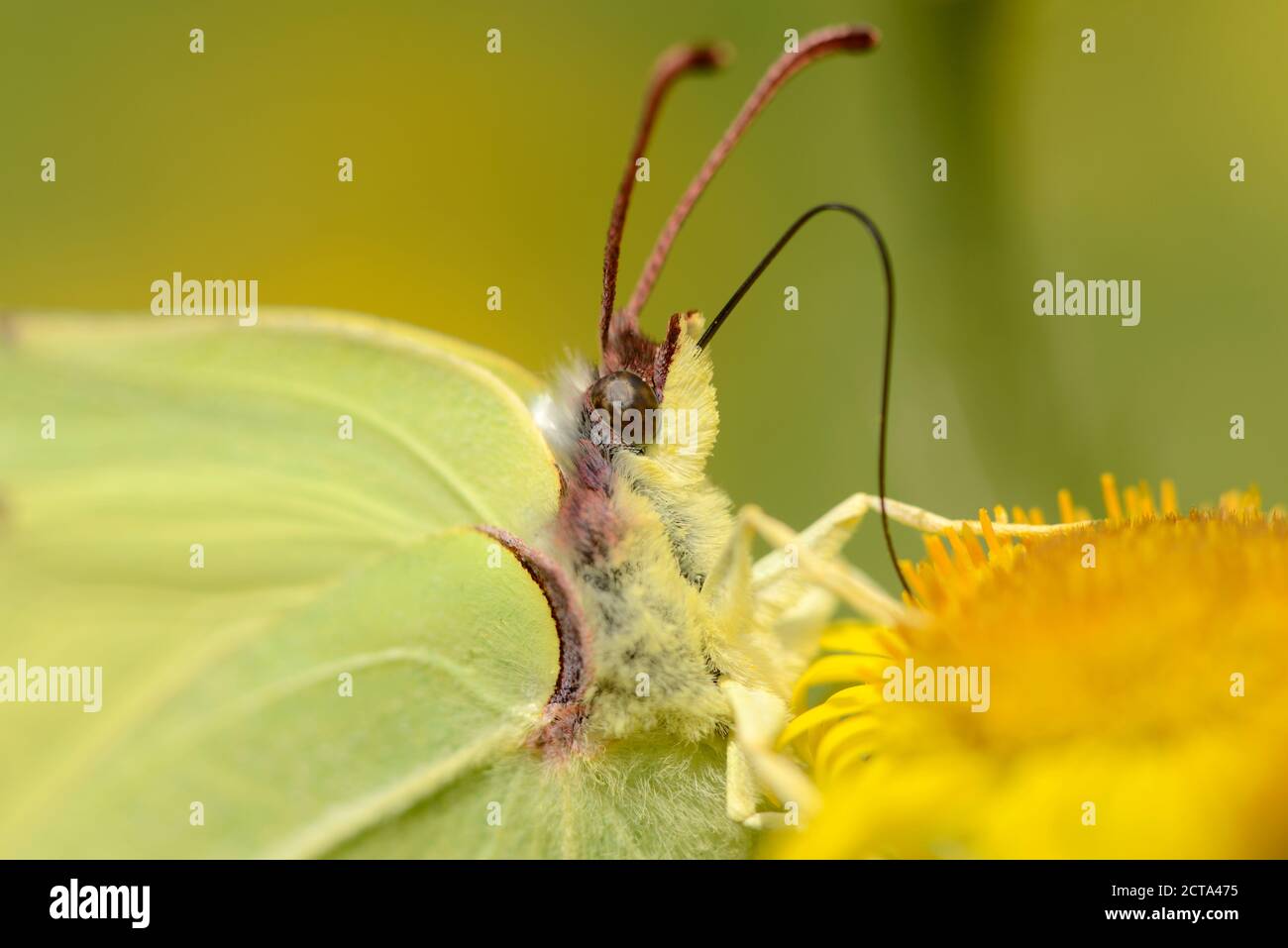 L'Angleterre, Brimstone, Gonepteryx rhamni, Portrait Banque D'Images