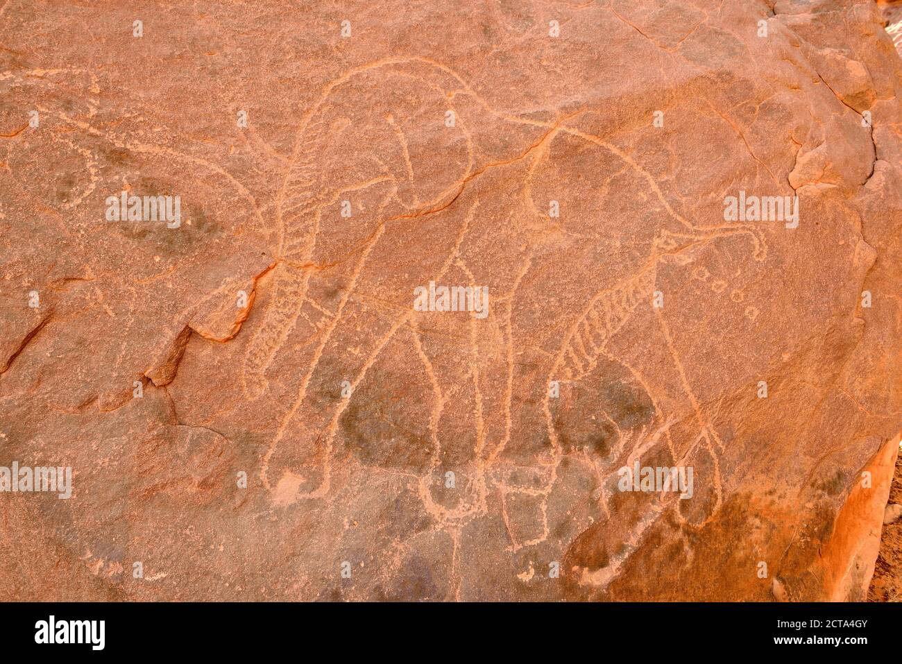 L'Afrique du Nord, Sahara, Algérie, Tassili N'Ajjer, Tadrart, Parc National de l'art rupestre néolithique, gravure d'un rock un elefant Banque D'Images
