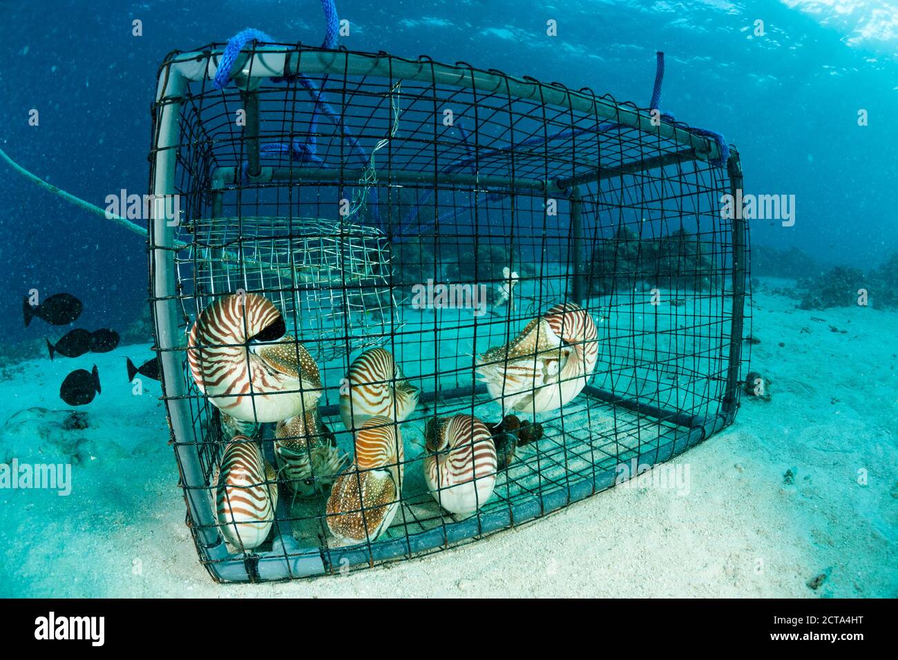Océanie, Palaos Palaos, nautilusses belauensis, Nautilus, dans l'océan Pacifique dans un piège à poisson Banque D'Images