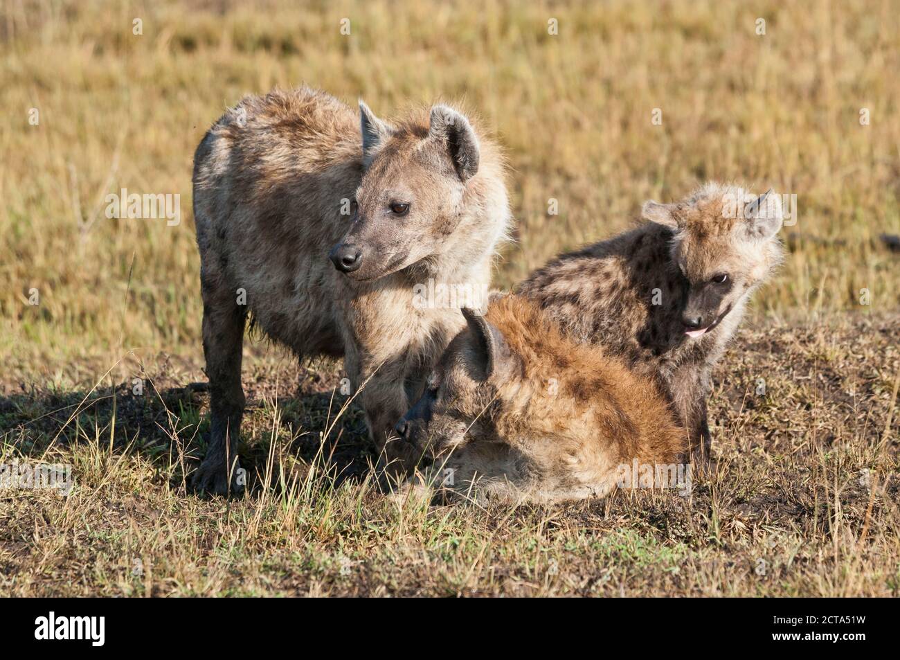 Afrique, Kenya, Masai Mara National Reserve, l'Hyène tachetée (Crocuta crocuta), avec la famille d'oursons Banque D'Images
