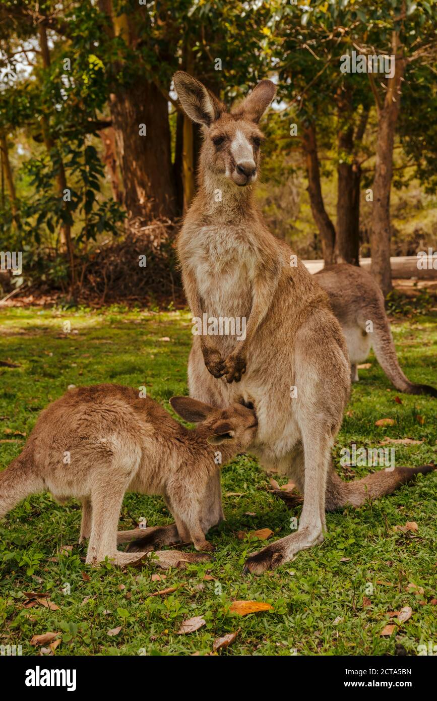 L'Australie, Nouvelle Galles du Sud, Kangoroo avec Joey (Macropus giganteus) on meadow Banque D'Images