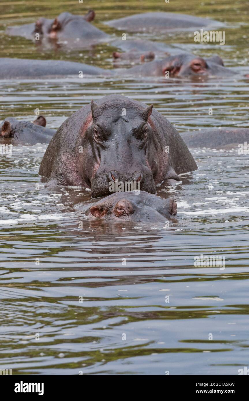 L'Afrique, le Kenya, l'Hippopotame l'accouplement dans l'eau à Masai Mara National Reserve Banque D'Images