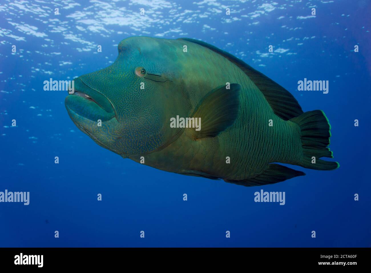 Océanie, Palaos, poisson Napoléon, Cheilinus undulatus Banque D'Images