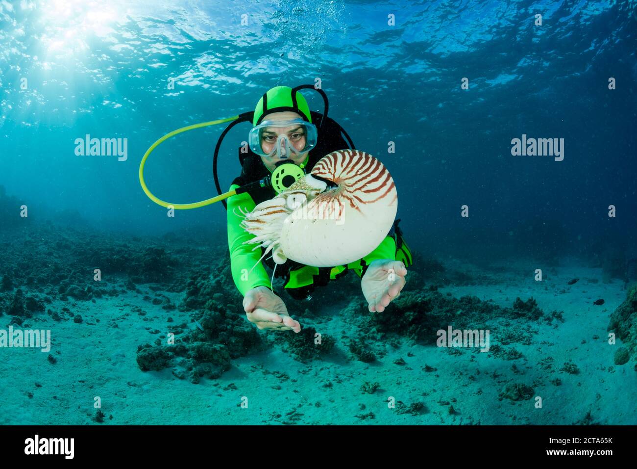 Océanie, Palaos, plongeur regardant Nautilus Nautilus, Palau, belauensis dans l'Océan Pacifique Banque D'Images