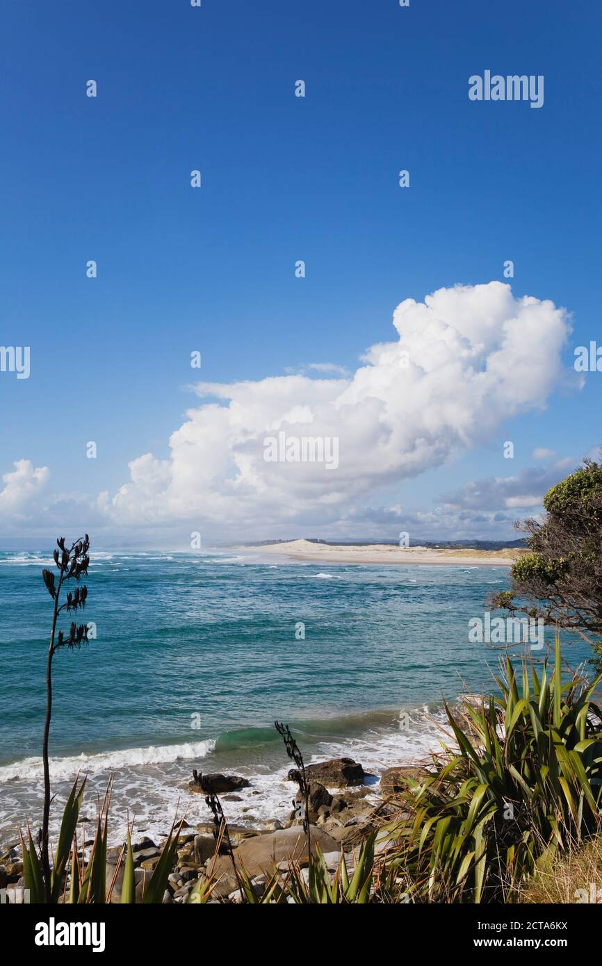 La Nouvelle-Zélande, l'avis de la Nouvelle-Zélande plante de lin at beach Banque D'Images