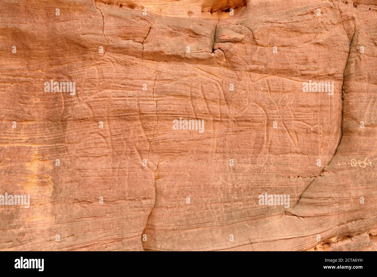 Afrique du Nord, Sahara, Algérie, Parc national de Tassili n'Ajjer, région de Tadrarart, art rupestre néolithique, gravure de vaches et taureaux Banque D'Images