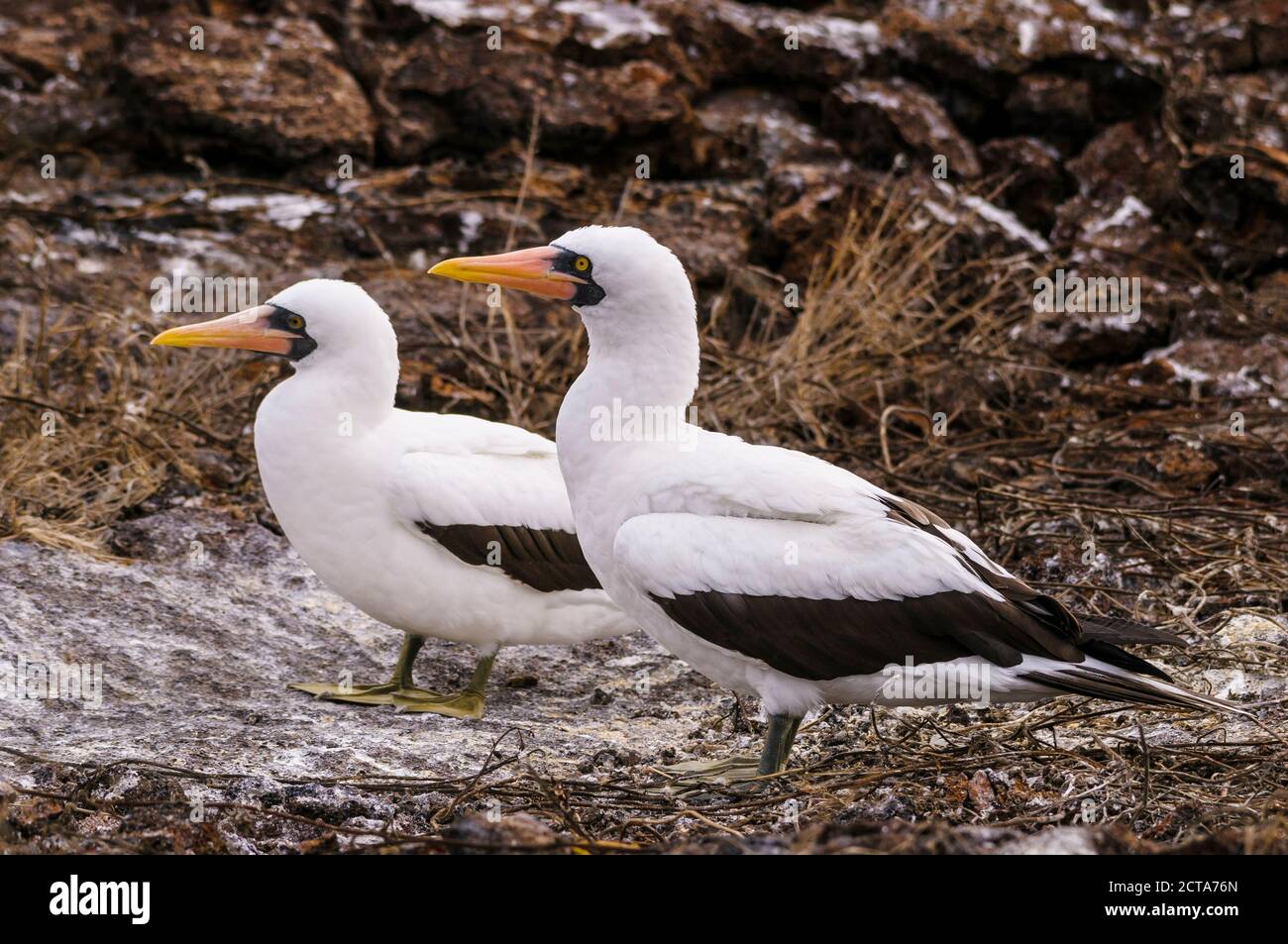 L'Equateur, Galapagos, Genovesa, Nazca boobies, Sula granti Banque D'Images