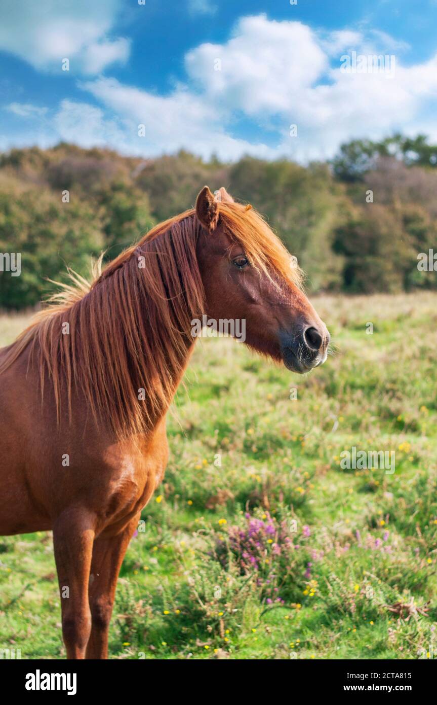 Poney sauvage dans l'AONB de Quantock Hills Banque D'Images