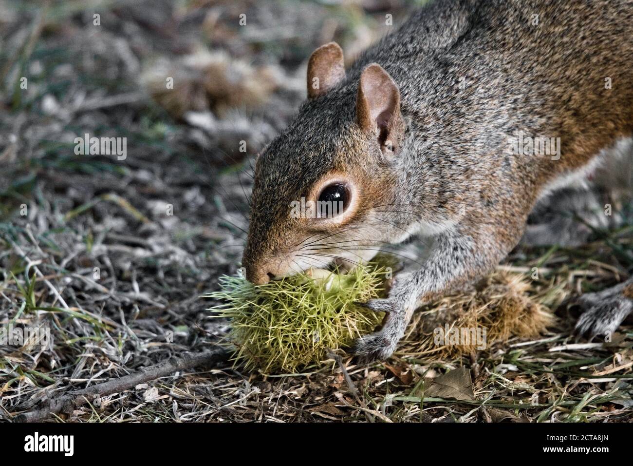 Écureuil gris sauvage de l'est (Sciurus carolinensis) Manger le châtaignier d'un conker déchu (Aesculus hippocastanum) À Hyde Park Banque D'Images