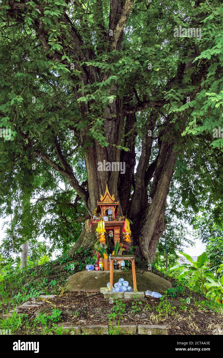 Une maison d'esprit sur terre monticule avec un immense arbre se tient derrière. Maison miniature thaïlandaise traditionnelle construite pour un esprit de gardien de résider. Banque D'Images