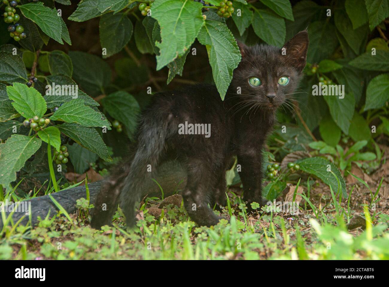 Petit mignon chaton noir debout et regardant en arrière avec ses yeux verts à travers les plantes vertes d'été. Banque D'Images