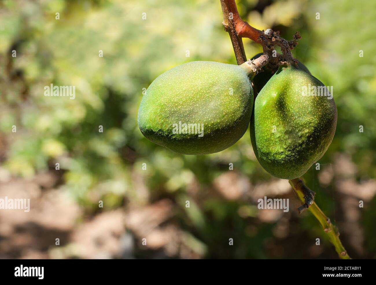 Gros plan de la branche avec deux fruits de mangue. Mango est un arbre national du Bangladesh, fruit des Philippines. Concept - alimentation biologique et saine. Banque D'Images