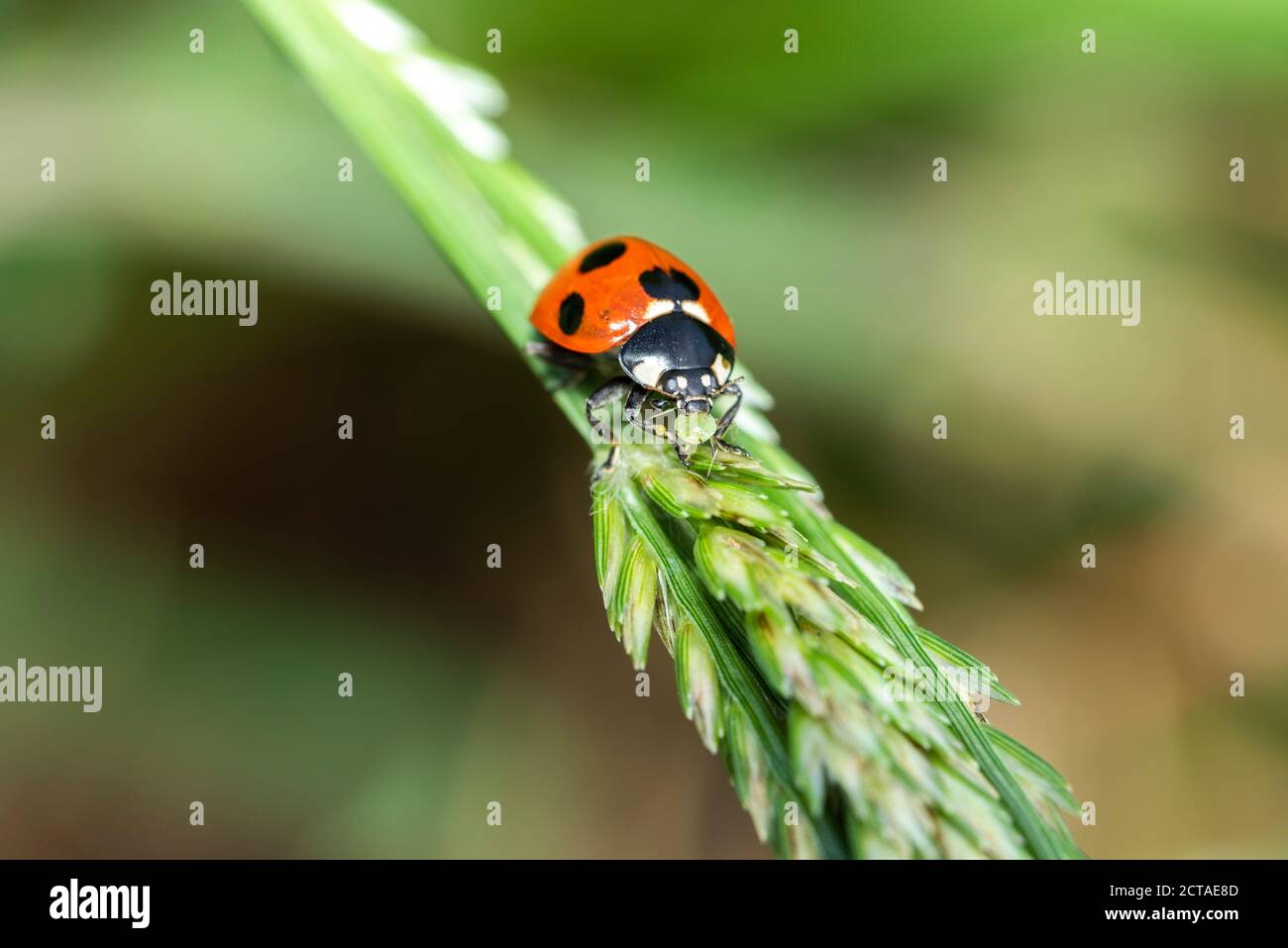 Coccinelle à sept points (Coccinella septempunctata) mangeant un puceron, ville d'Isehara, préfecture de Kanagawa, Japon Banque D'Images