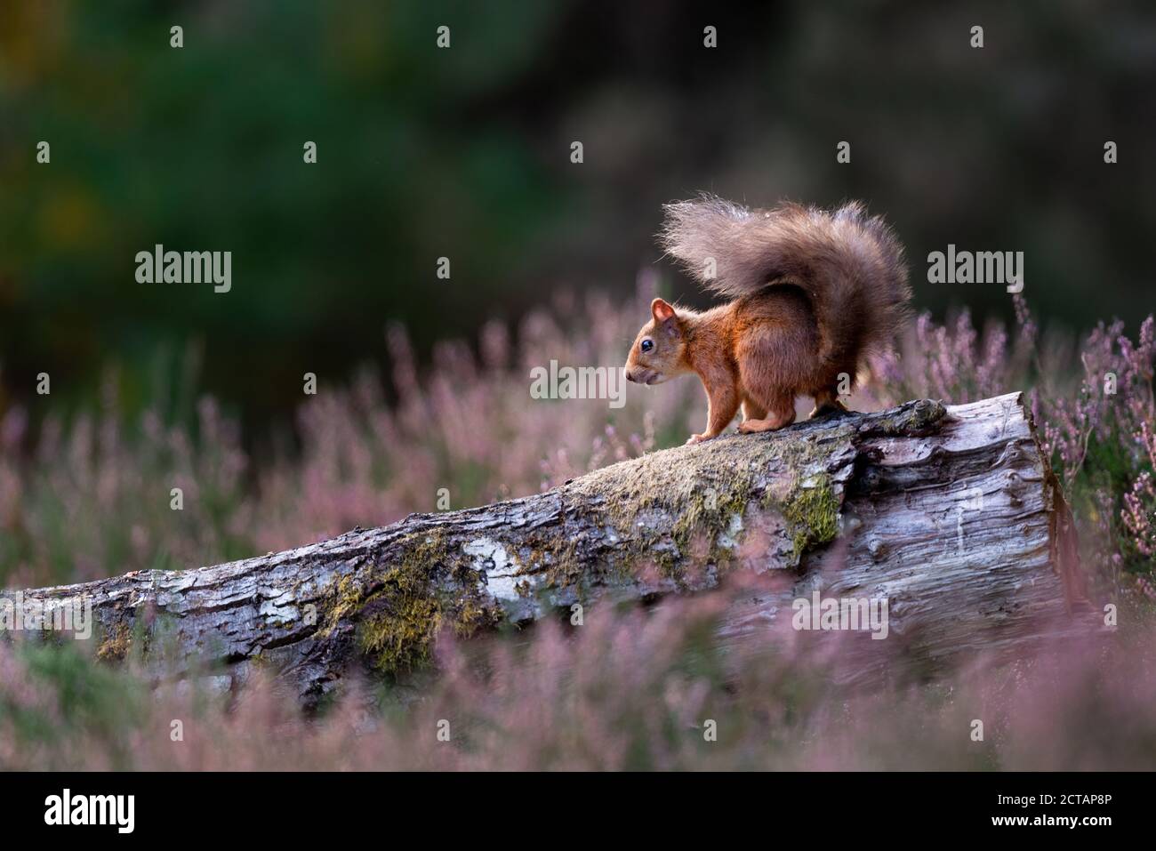 Écureuil roux (Sciurus vulgaris) en bruyère Banque D'Images