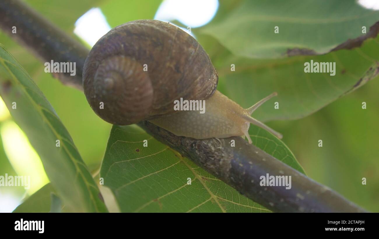 Helix pomatia. Macro escargot comestible. L'escargot monte sur une autre coquille d'escargot au ralenti. Banque D'Images