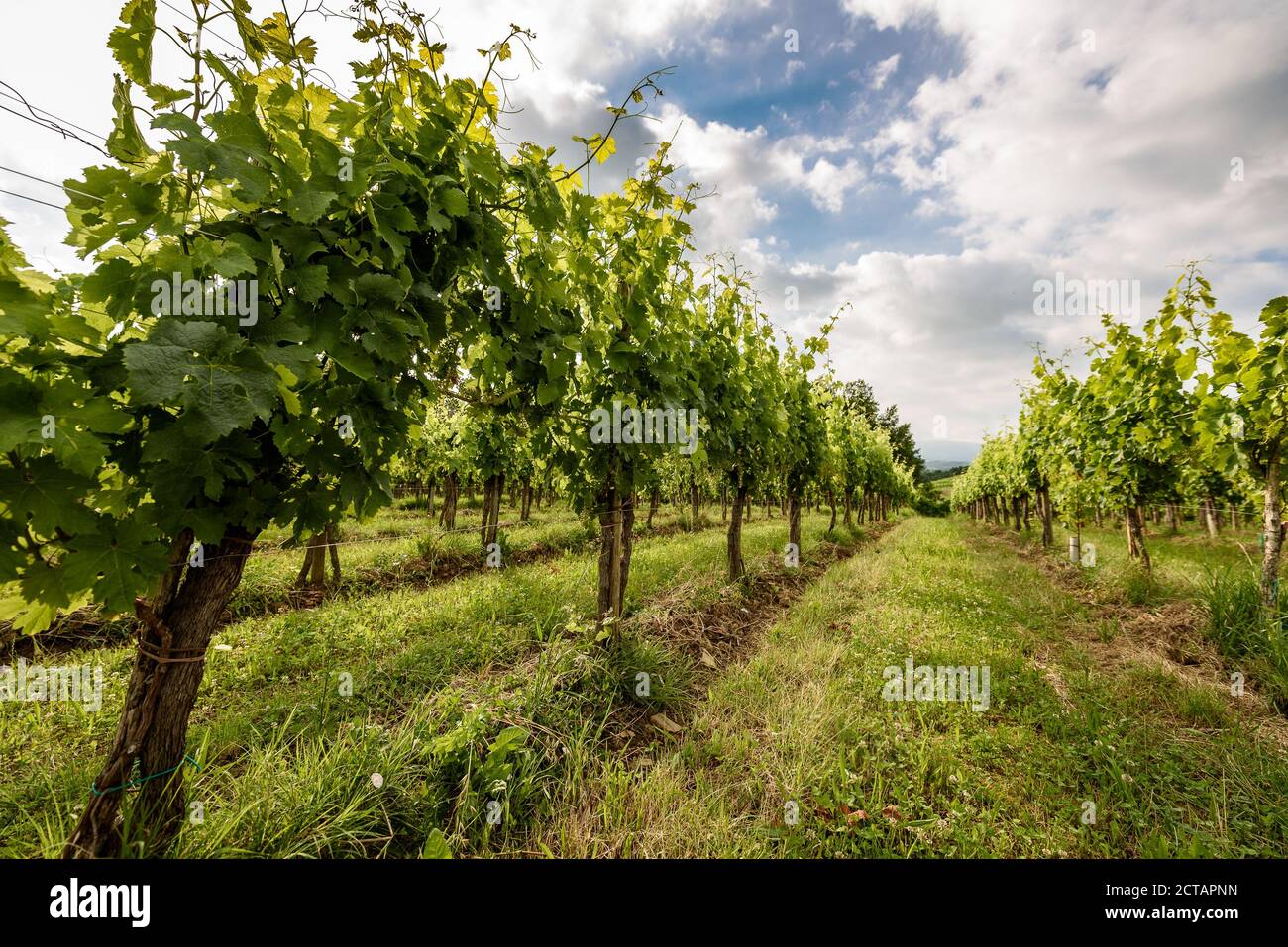 Vue sur la célèbre région viticole de Goriska Brda en Slovénie. Photo panoramique des rangées de vignobles et terrasse de plantes grapévines. Paysage rural photo de Banque D'Images