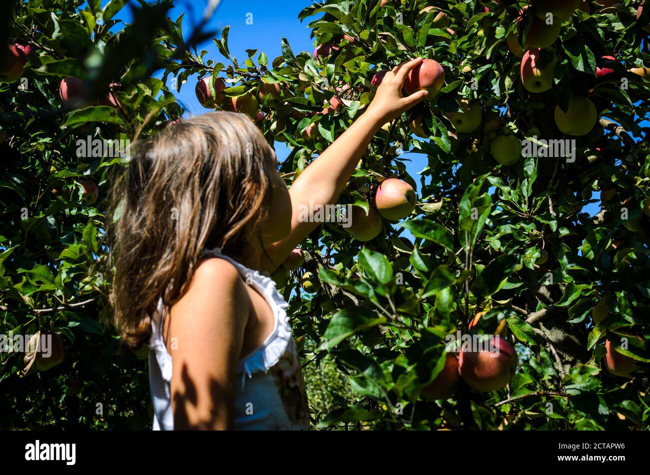 Enfant cueillant à la main de la pomme rouge savoureuse de l'arbre en été. La petite fille récolte des fruits mûrs biologiques d'un arbre dans le verger. Concept d'ea sain Banque D'Images