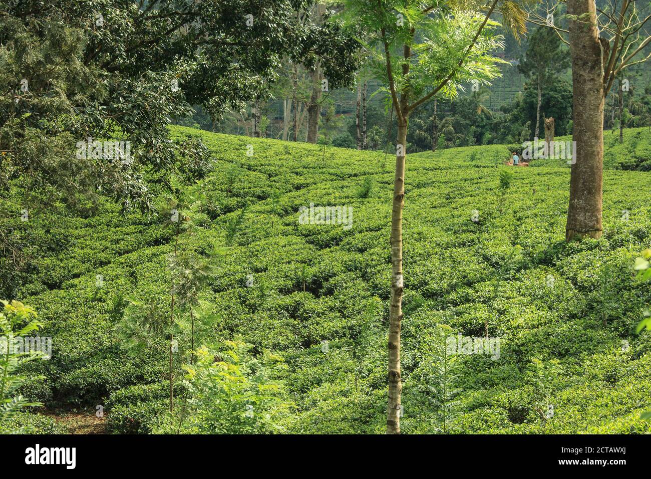 Plantatiion de thé à Ella au Sri Lanka Banque D'Images