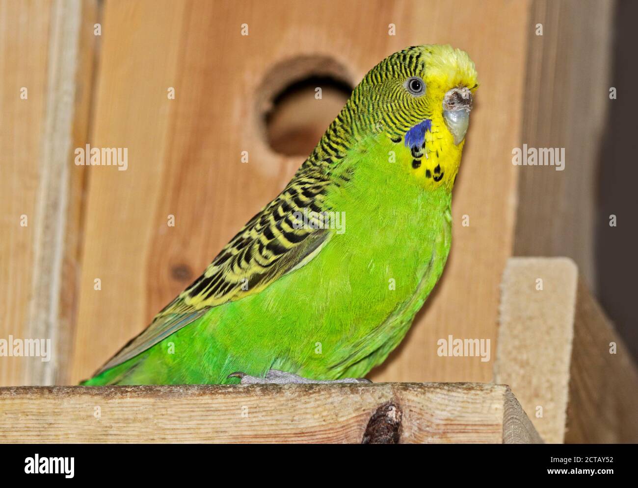 Green Perruche ondulée (Melopsittacus undulatus) Banque D'Images