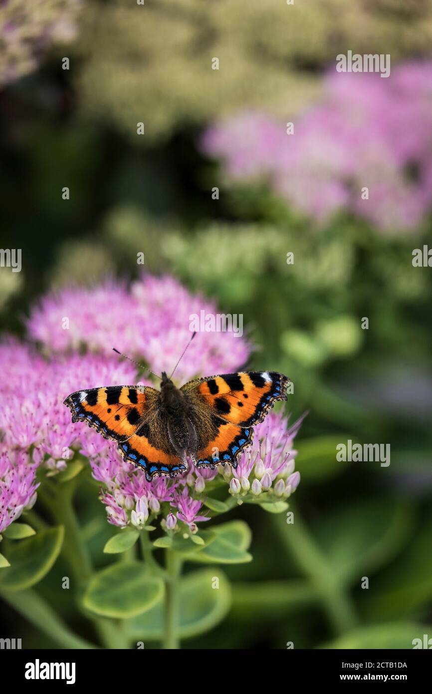 Petit papillon Tortoiseshell Aglais urticaire se nourrissant des fleurs d'une plante de Sedum. Banque D'Images