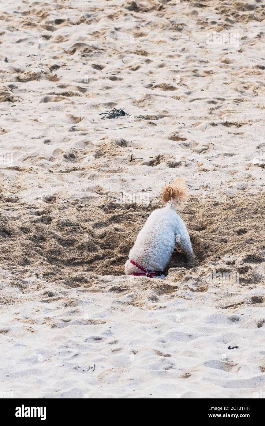 Un chien creusant un trou profond sur la plage de Fistral à Newquay, en Cornouailles. Banque D'Images