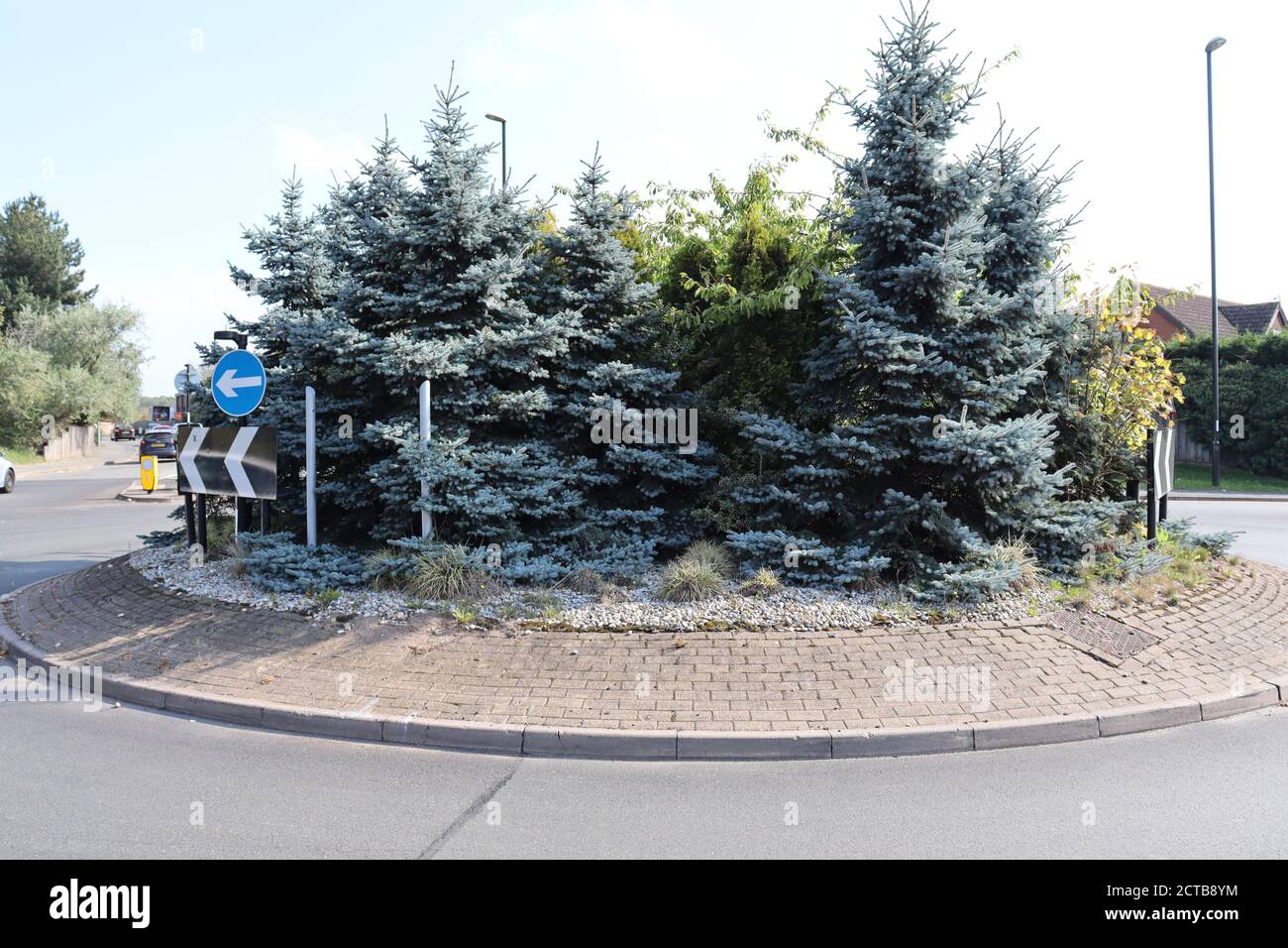 De vrais arbres de Noël et Holly croissant sur le rond-point de l'île de trafic Banque D'Images