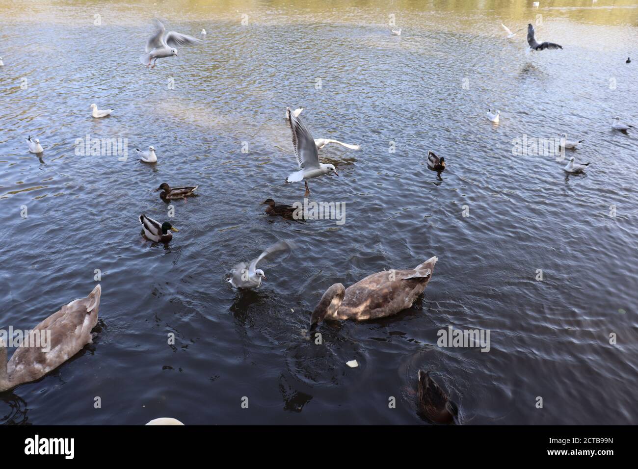 Cygnes et canards se nourrissant de pain dans le lac. Des goélands à tête noire atterrissent dans l'eau. Banque D'Images