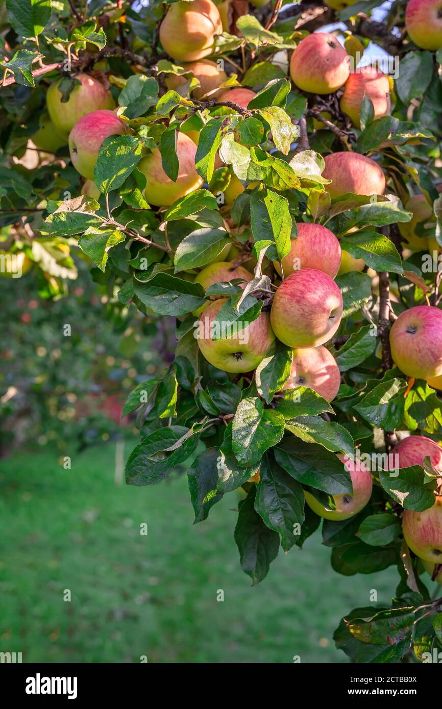 Grande récolte de pommes. La branche est parsemée de pommes rouges en gros plan. Banque D'Images