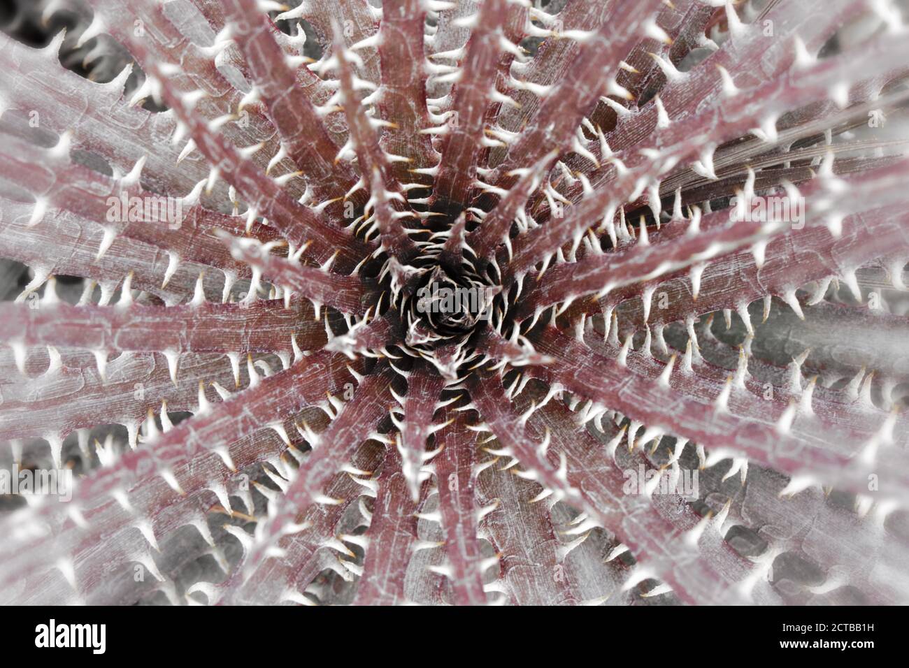 photographie macro de plante de cactus à pointes, art graphique psychédélique, formes géométriques donnant l'illusion d'un tunnel. Banque D'Images