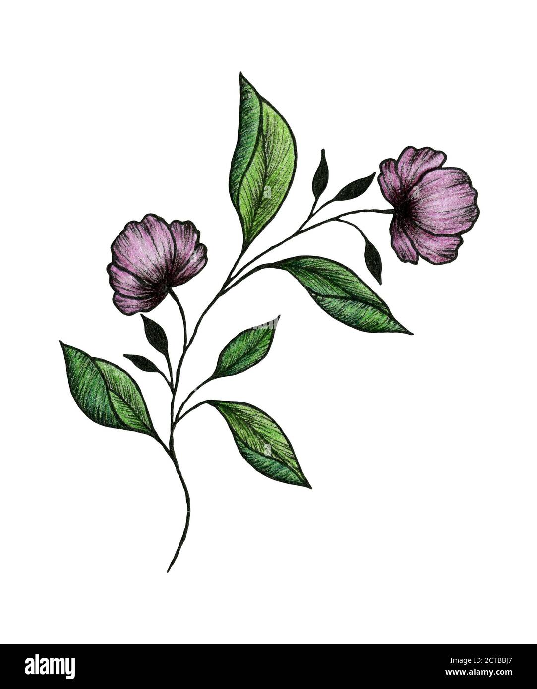 branche florale sauvage violette isolée sur blanc, dessin à la main  illustration botanique de branche de plante avec fleurs violettes, dessin  floral décoration Photo Stock - Alamy