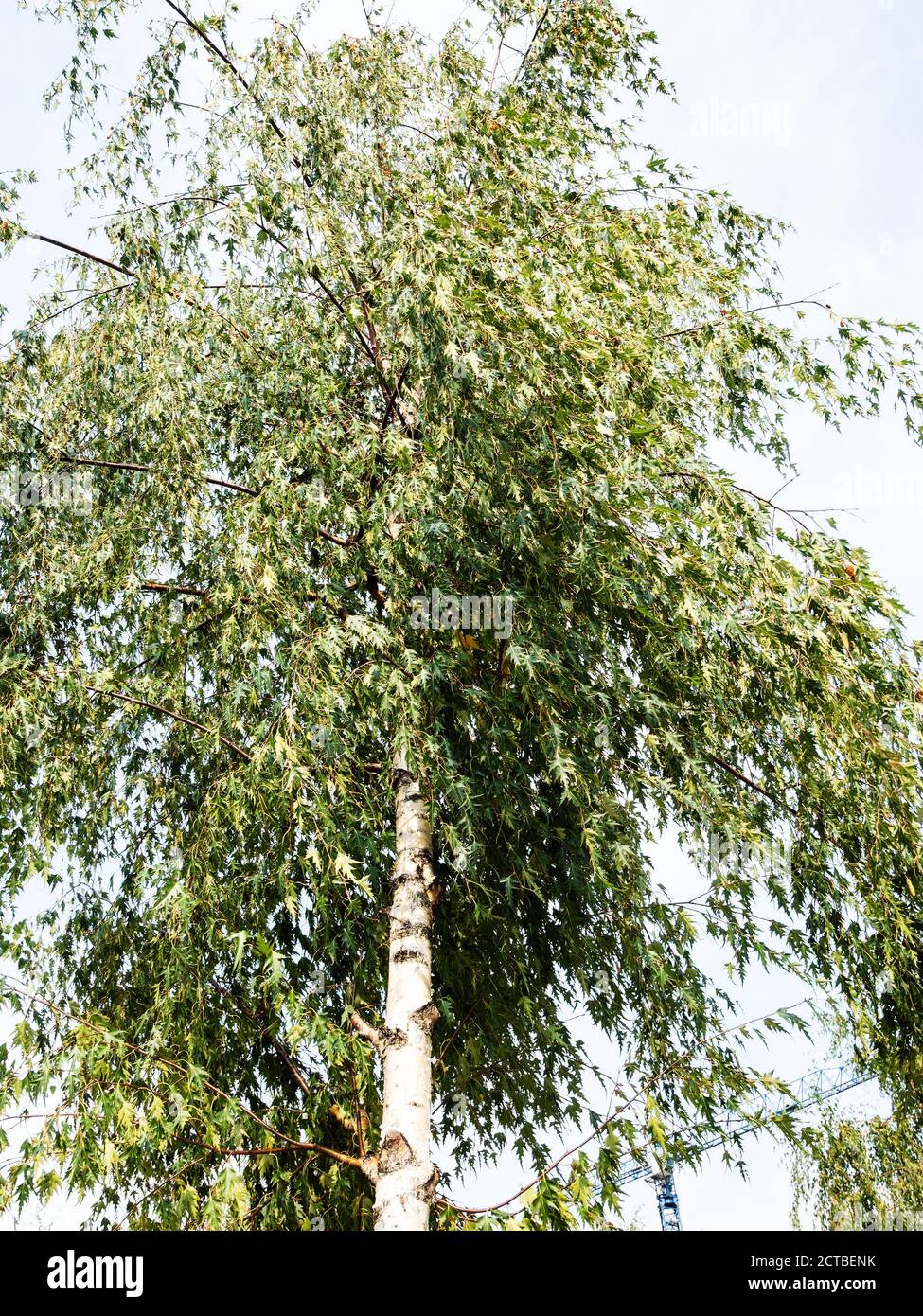 Vue sur le bouleau vert (Betula pendula Dalecarlica, Cut-Leaf Birch) dans la ville de Moscou en septembre matin Banque D'Images