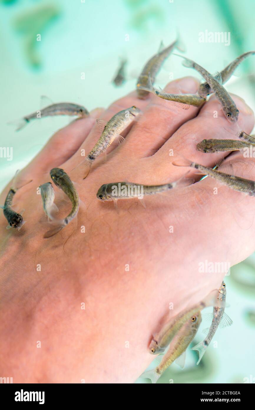 Grignotez du poisson dans un centre thermal de poissons au pied de un homme Banque D'Images