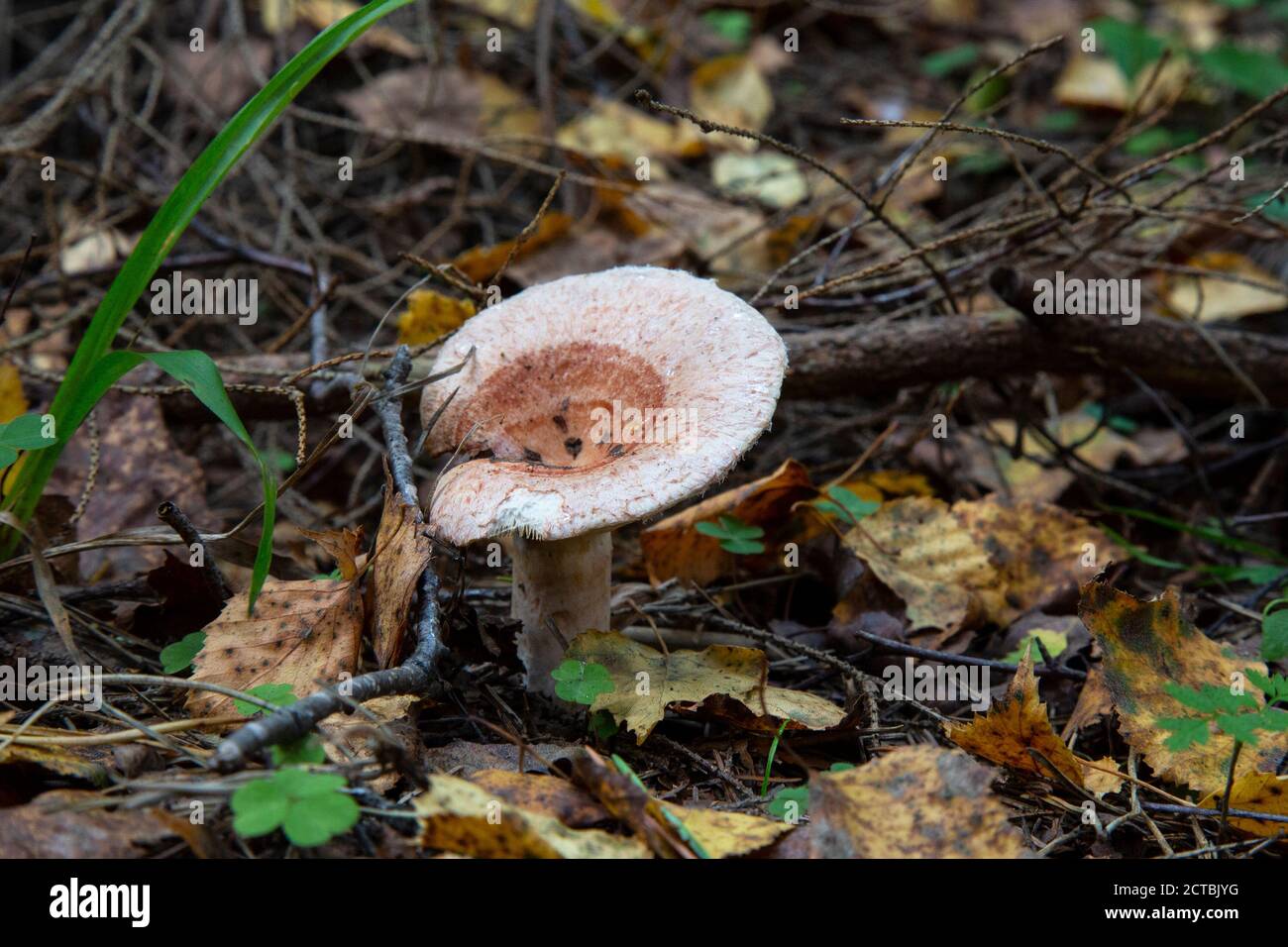 Laineux latius torminosus dans la forêt d'automne. Le champignon est comestible. Mieux adapté à la mise en conserve. Banque D'Images