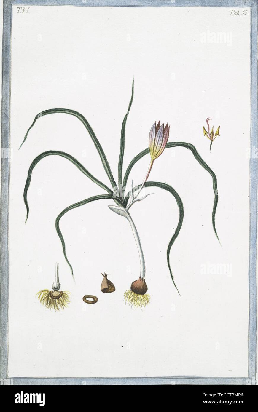 Crocus vernus, angustifolius, variegatus = Zaffrano salvatico = le Saffron sauvage. Tissu d'or; crocus à feuilles étroites; crocus à feuilles, image fixe, 1772 - 1793, Bonelli, Giorgio (b. 1724), Martelli, Niccoló (1735-1829 Banque D'Images