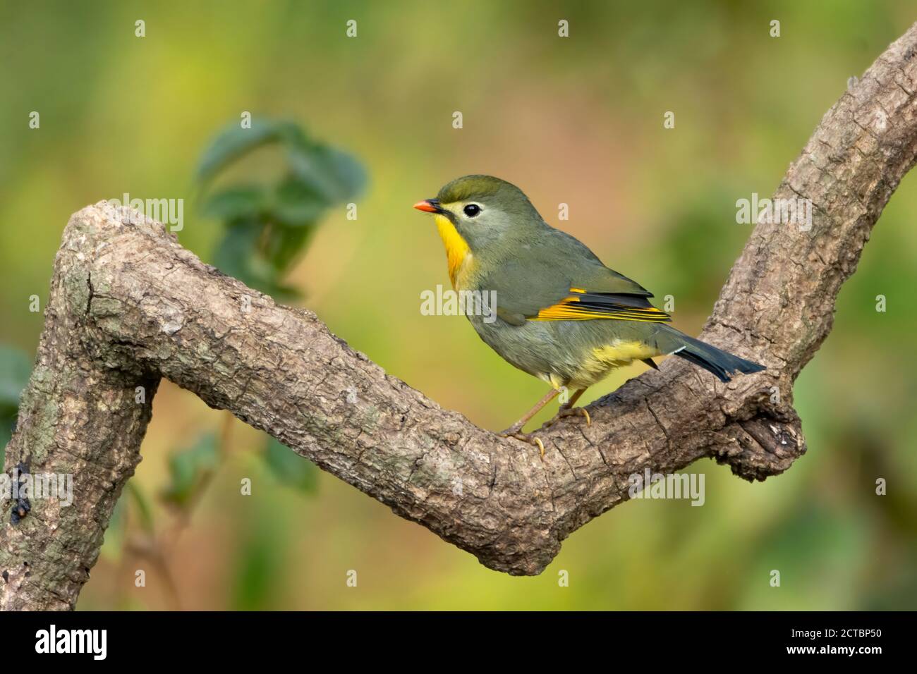 Mignon petit Leiothrix à bec rouge (Leiothrix lutea), perché sur une branche dans les forêts de Sattal à Uttarakhand, Inde. Banque D'Images