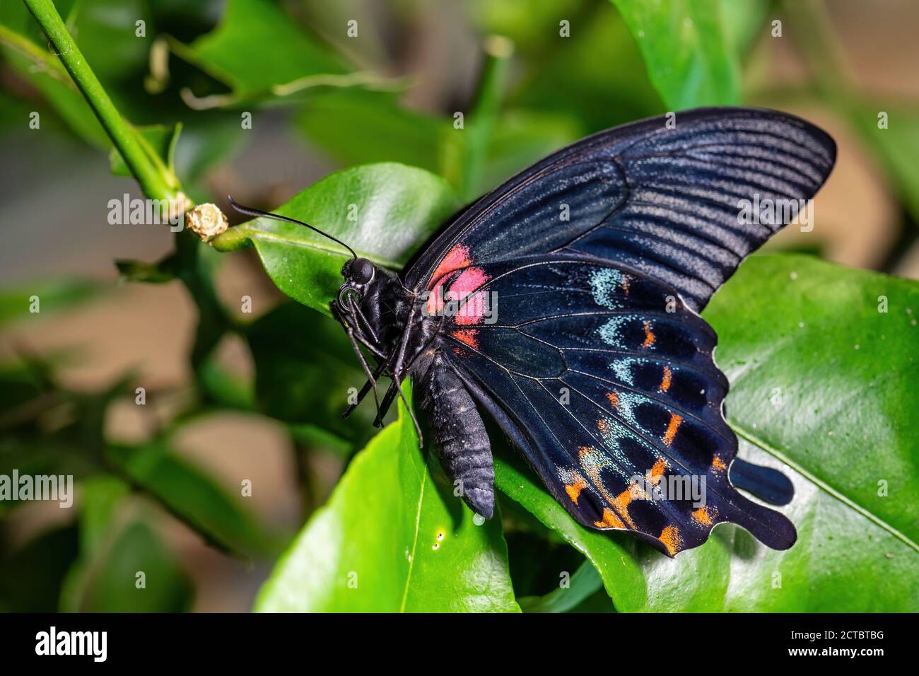 Grand Mormon jaune - Papilio lowi, beau grand papillon des forêts et des prés d'Asie du Sud-est, Bornéo, Indonésie. Banque D'Images