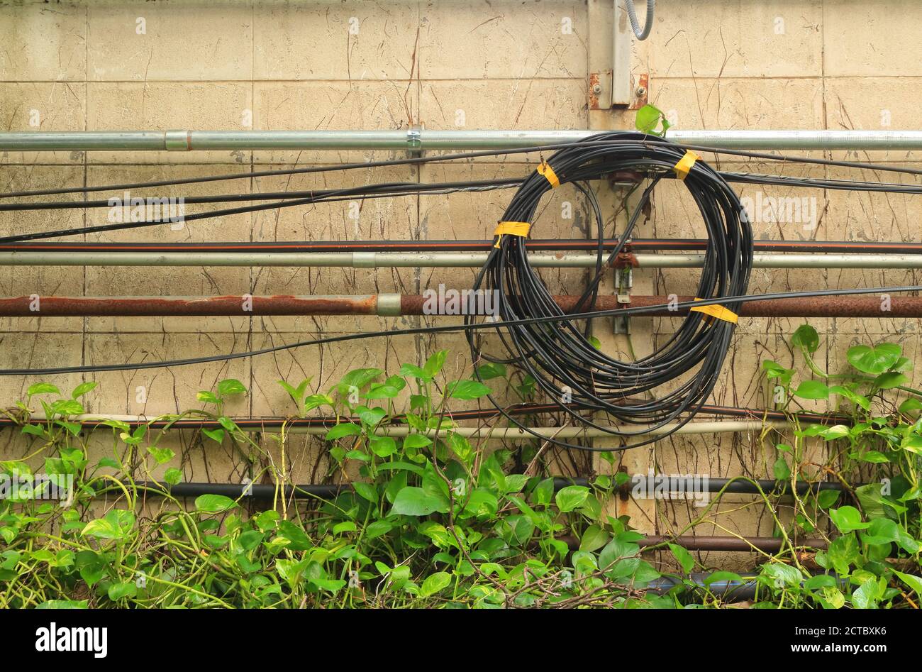 Gros plan de lignes de communication et d'électricité dans le jardin, installé sur le mur à côté des tuyaux métalliques au-dessus de l'usine de pothos doré Banque D'Images