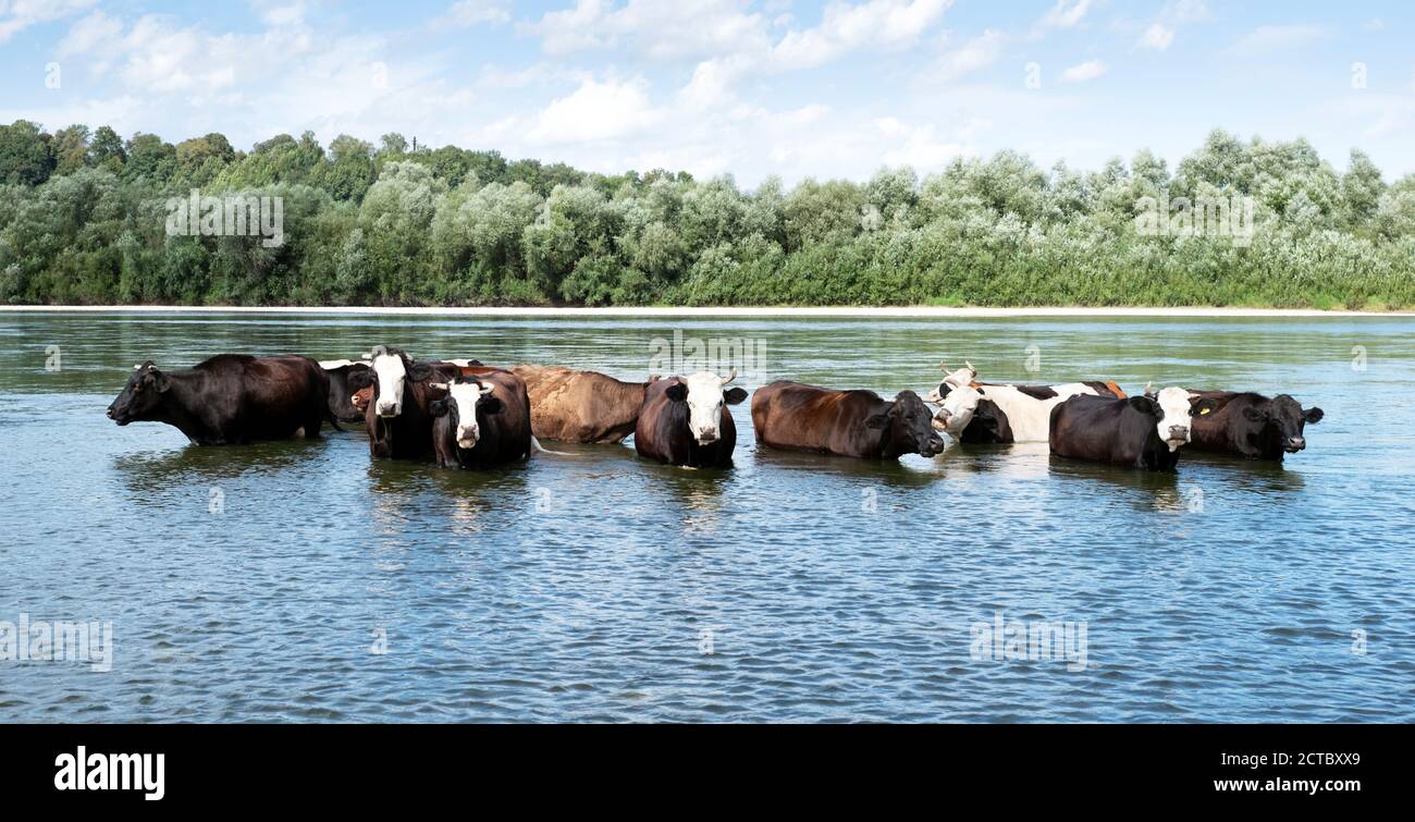 Vaches arroser dans la rivière. Photographie d'animaux Banque D'Images