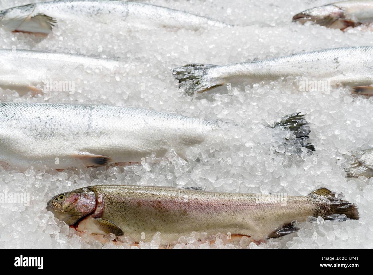 Saumon congelé sur glace. Vendre des fruits de mer dans le magasin. Délicieux poisson pour la cuisine maison. Banque D'Images