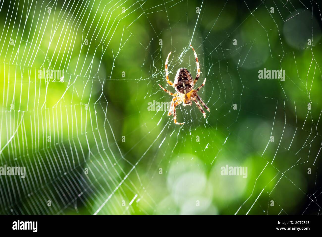 Araignée sur toile d'araignée sur fond d'arbres verts flous. Prise de vue macro. Photographie d'insectes Banque D'Images