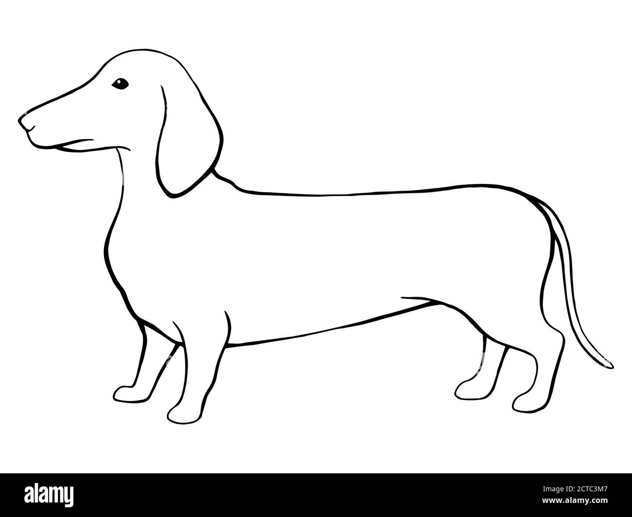 Chien dachshund graphique noir blanc isolé esquisse illustration vecteur Illustration de Vecteur