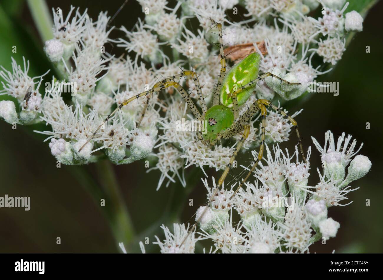 Araignée Lynx verte, Peucetia viridans le Lateflowering Thoroughwort, Eupatorium serotinum Banque D'Images