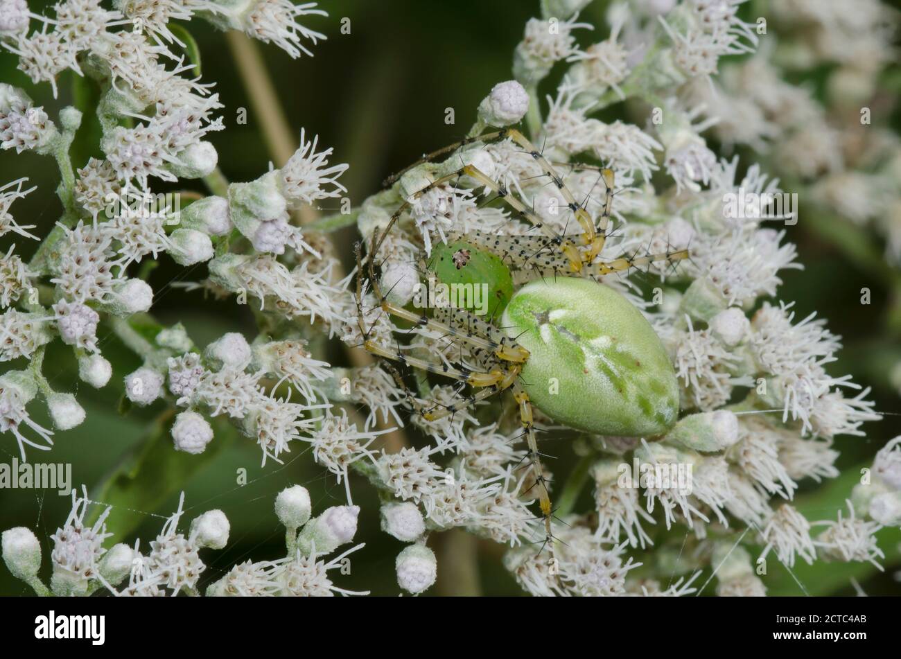 Araignée Lynx verte, Peucetia viridans le Lateflowering Thoroughwort, Eupatorium serotinum Banque D'Images