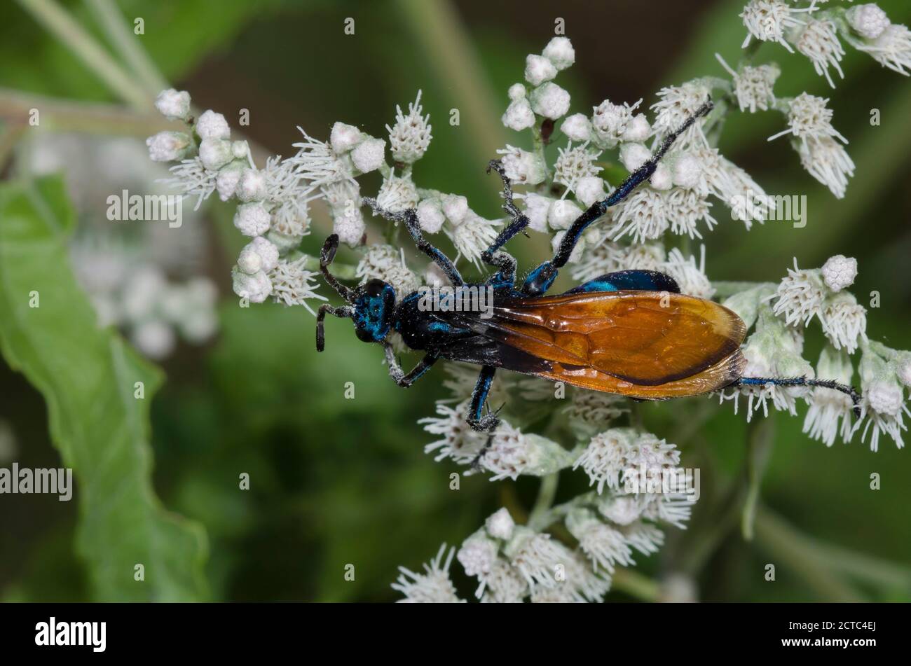 Tarantula Hawk, Pepsis sp., fourrageant sur le Thoroughwort à fleurs de lateflowering, Eupatorium serotinum Banque D'Images