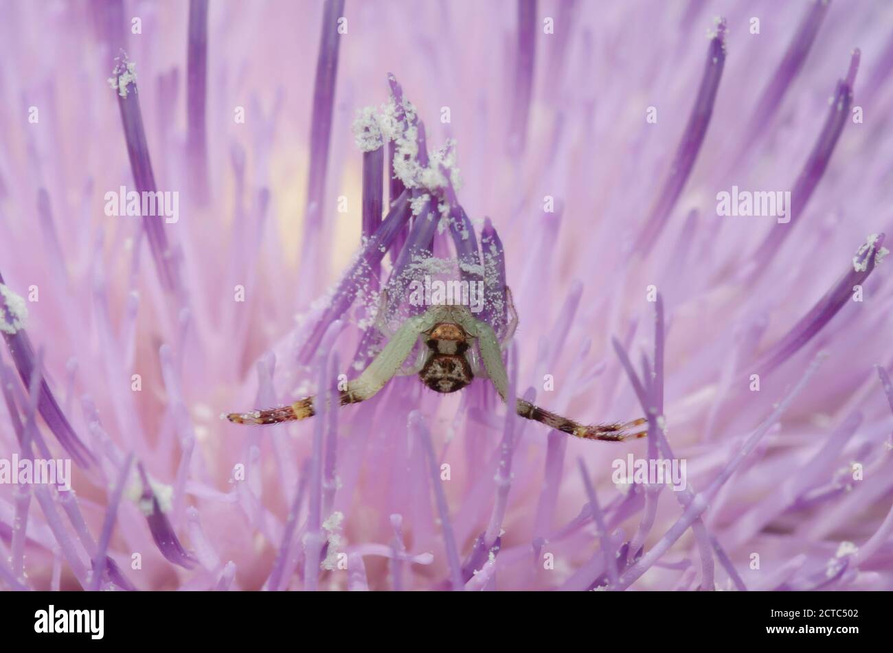 Araignée de crabe, Mecaphesa sp., rôtie en Thistle, Cirsium altissimum Banque D'Images